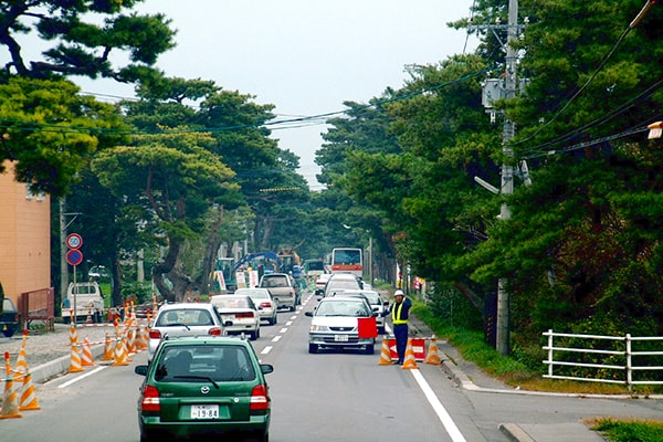 札幌本道赤松並木